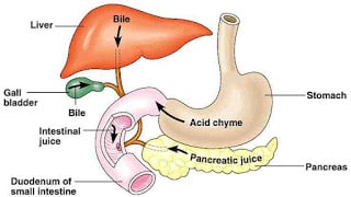 Remedies For Acid Reflux, Gerd And Bile Reflux Treatment