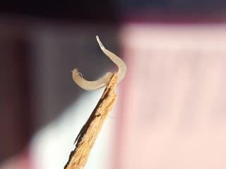 Pinworm, Thread- Worm (EnterobiusVermicularis)
