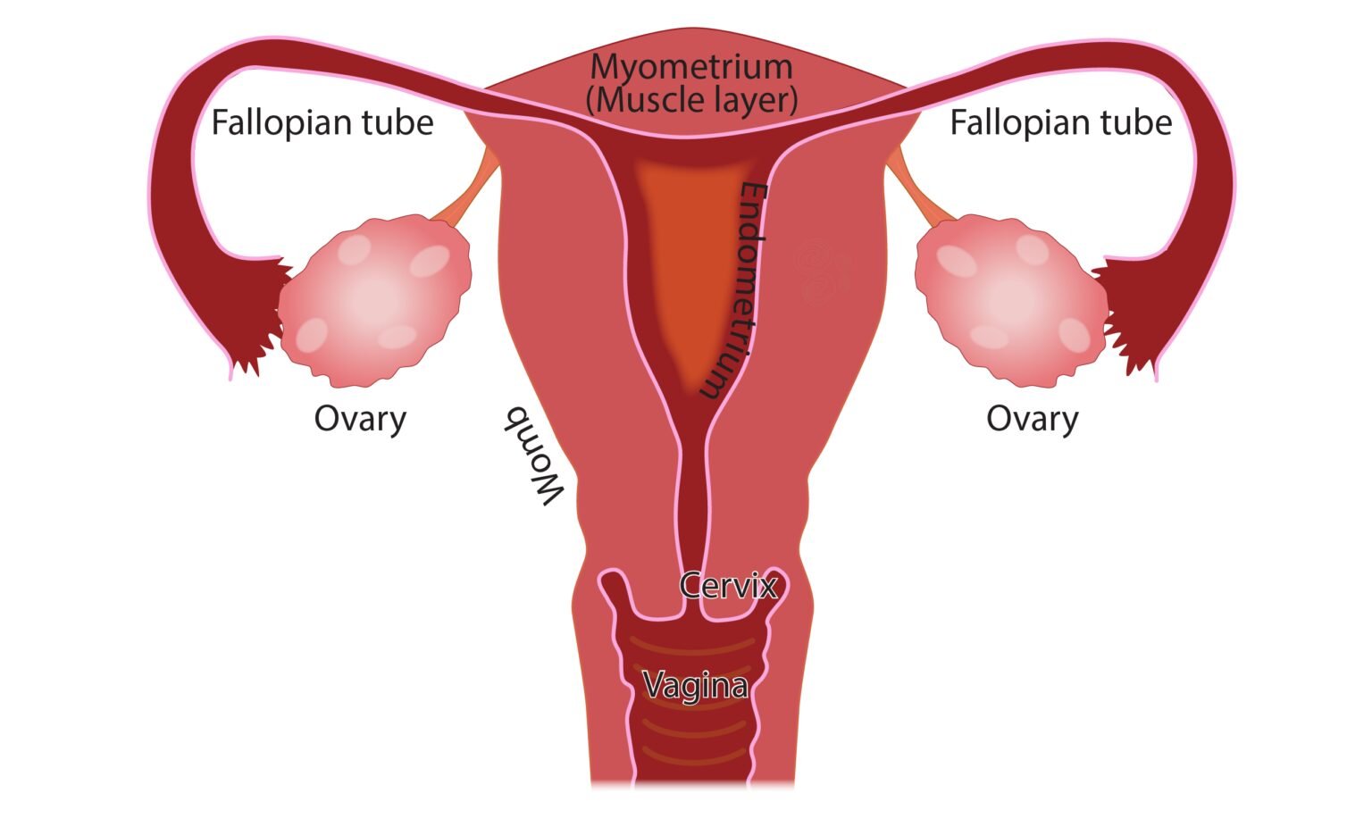 menstruation