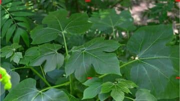 Blood Tonic Leaf (Iyana-Ipaja Leaf)