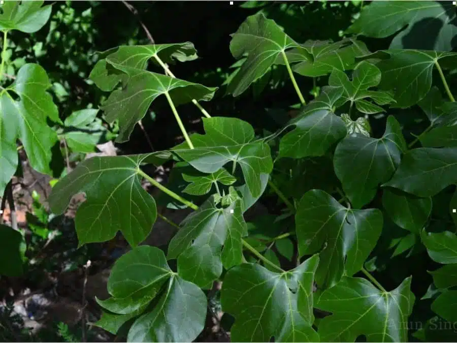 Efo Iyana Ipaja - Jatropha Tanjorensis