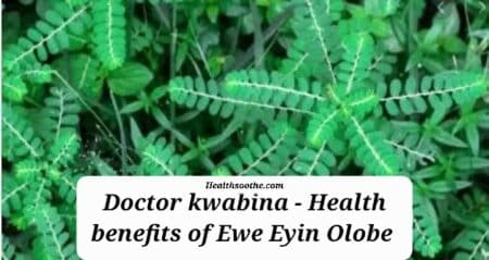 Top Benefits &Amp; Medicinal Uses Ewe Eyin Olobe (Phyllanthus Amarus)