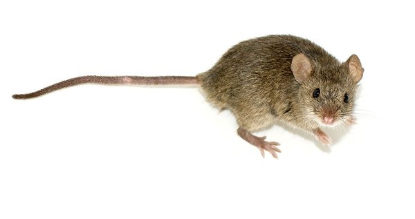 Diseases That Mouse Droppings Spread 600x317 