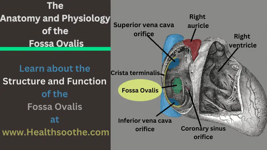 fossa ovalis