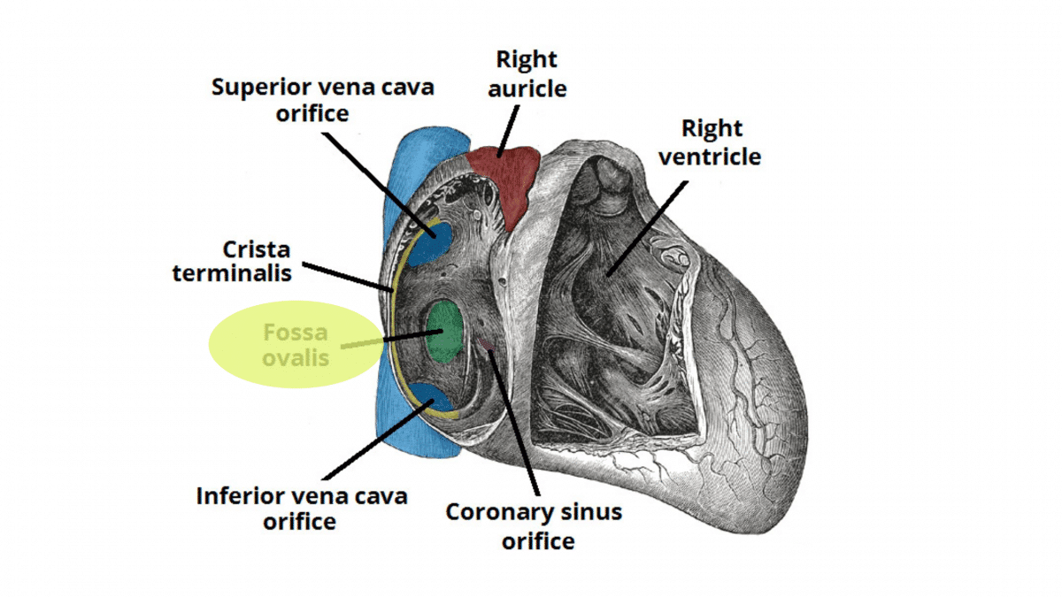 Fossa Ovalis: Structure & Function