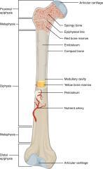Structure Of Long Bones - Healthsoothe