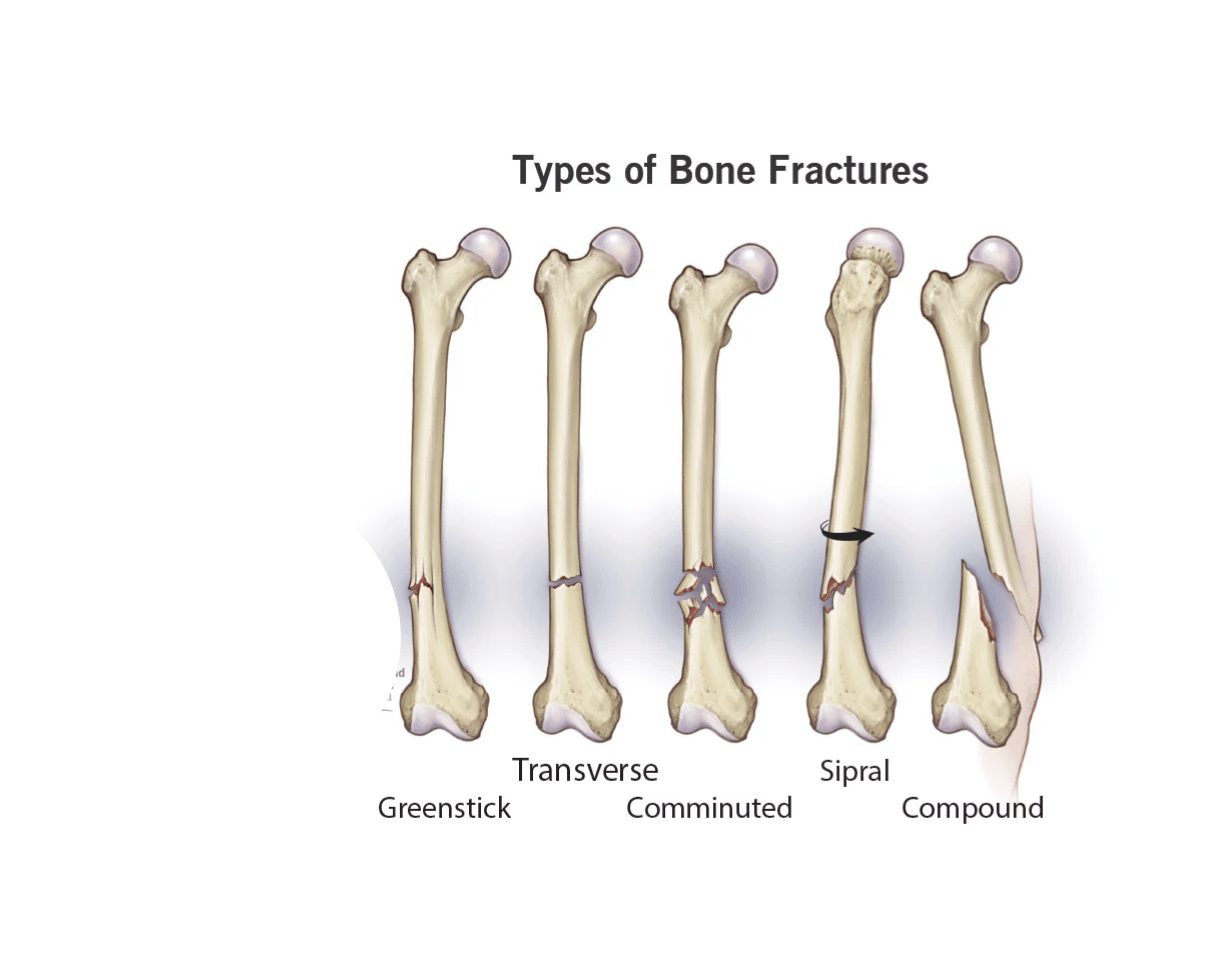 The Anatomy (Structure) And Physiology (Function) Of Long Bones