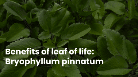 Benefits Of Leaf Of Life: Bryophyllum Pinnatum