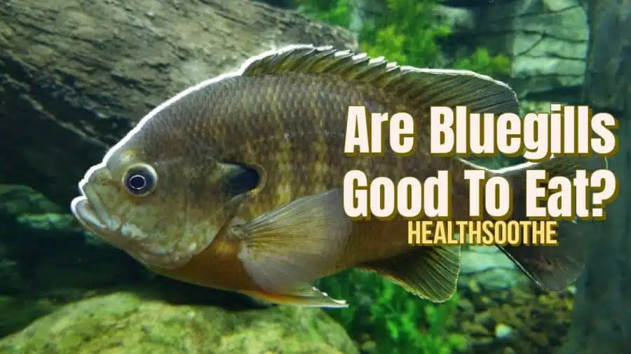 are bluegills good to eat,bluegills