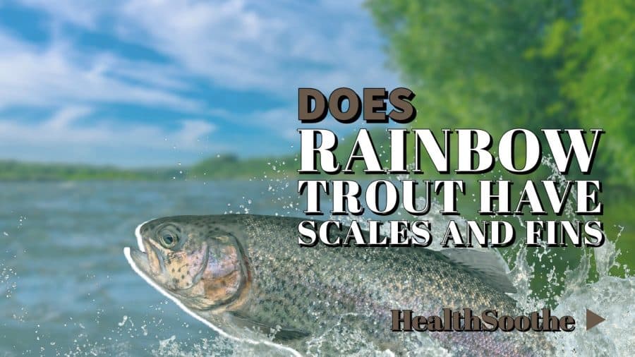 Rainbow Trout Anatomy: Scales &Amp; Fins