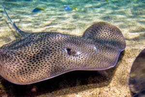 Stingray