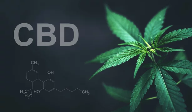 Top Benefits of CBD: 7 Best CBD Products for Pain, Sleep, and Stress 360 F 287280403 bpT5zGBrhvaJYZqFNiQ35qcnWNC7YV90