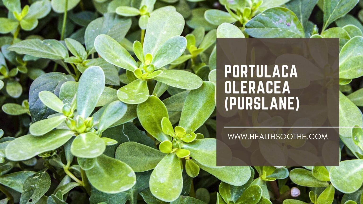 portulaca oleracea